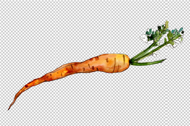 orange-carrot-vegetables-png-watercolor-set-nbsp