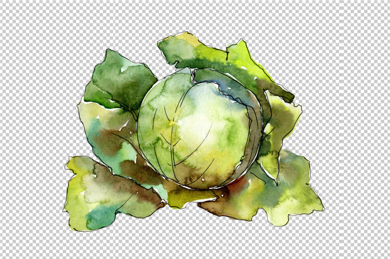 green-cabbage-vegetables-png-watercolor-set