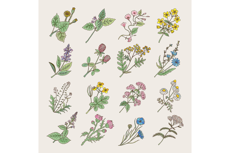 botanical-herbs-and-flowers