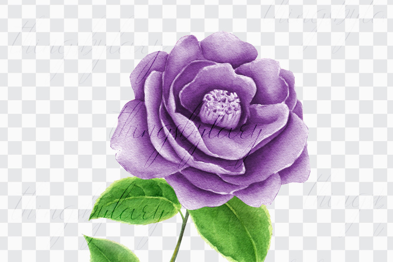 100-watercolor-camellia-flower-clip-arts-romantic-scrapbook