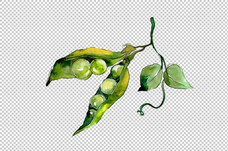 pea-seed-vegetables-png-watercolor-set-nbsp