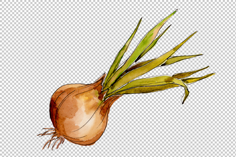 onion-vegetables-png-watercolor-set-nbsp