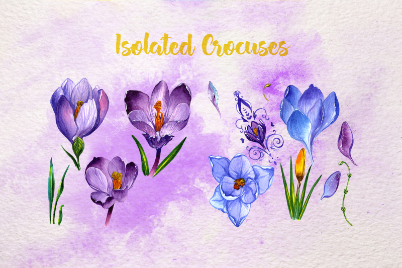 blue-and-purple-crocuses-png-watercolor-set
