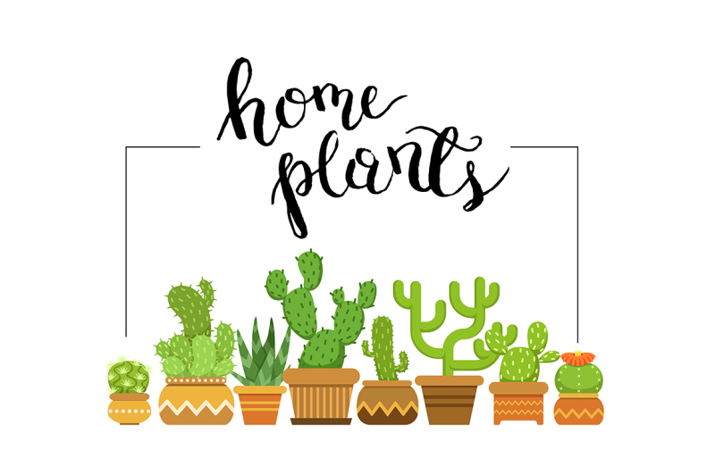 vector-home-plants-framed-illustration-with-home-cacti-in-pots
