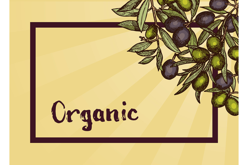 vector-frame-with-place-for-text-and-hand-drawn-olive-branches
