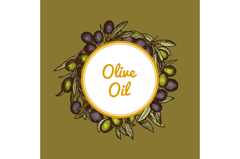 vector-hand-drawn-olive-branches-with-place-for-text