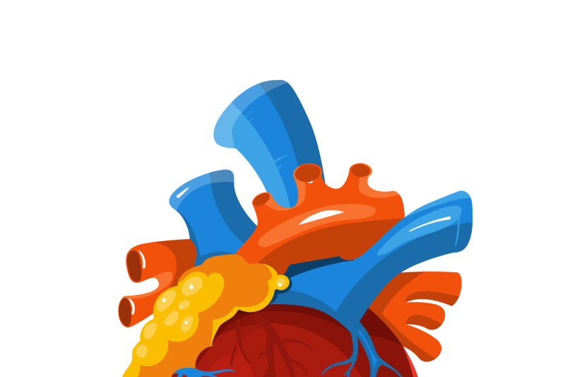human-heart-anatomy-vector-medical-illustration
