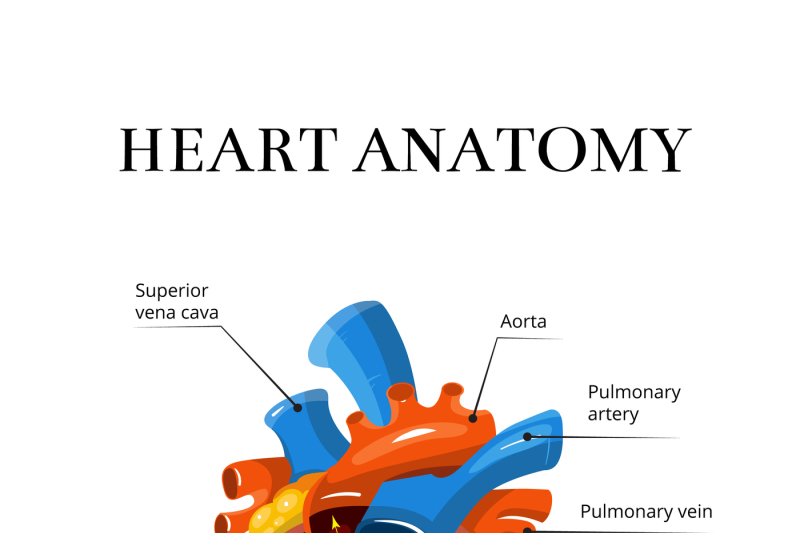 heart-sectional-anatomy-vector-cardiological-illustration