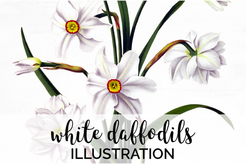 daffodils-clipart