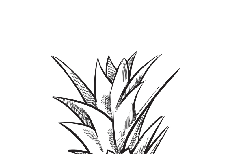 hand-drawn-pineapple-vector-fruit