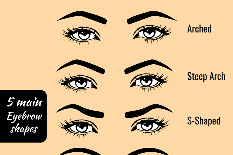 basic-eyebrow-shape-types-vector-illustration