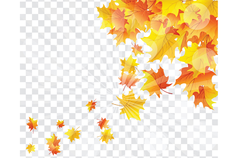 maple-leaves-on-transparency-grid