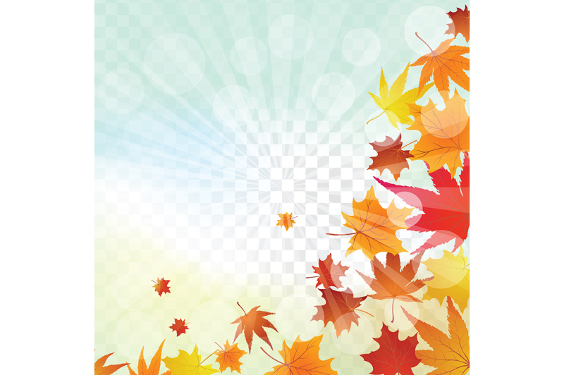 maple-leaves-on-transparency-grid