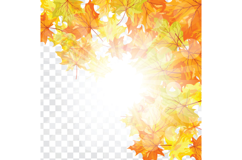 maple-leaves-on-transparency-grid