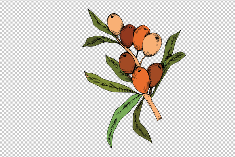 sea-buckthorn-or-seaberry-svg-vector-set