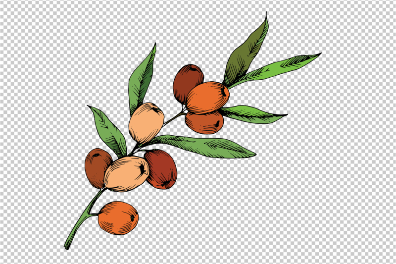 sea-buckthorn-or-seaberry-svg-vector-set