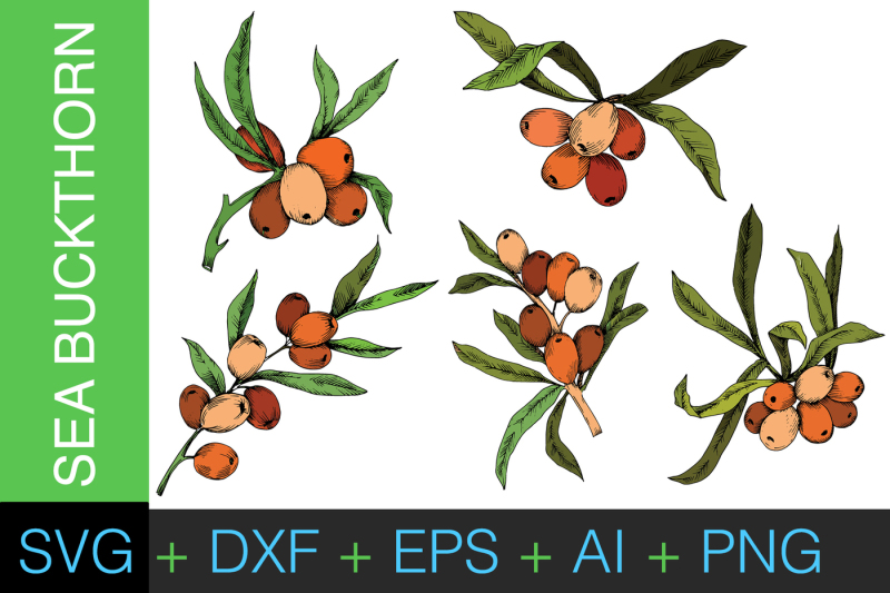 sea-buckthorn-or-seaberry-svg-vector-set