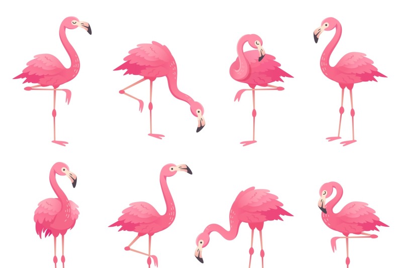 exotic-pink-flamingos-birds-flamingo-with-rose-feathers-stand-on-one