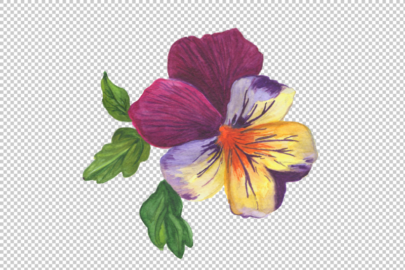 wildflower-orange-viola-png-watercolor-set