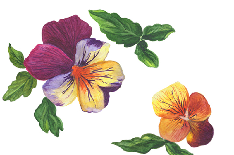 wildflower-orange-viola-png-watercolor-set