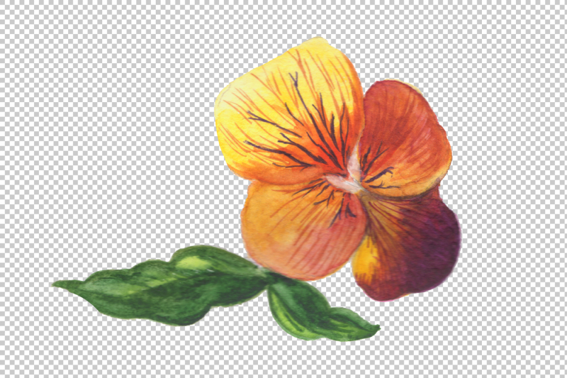 wildflower-orange-viola-png-watercolor-set