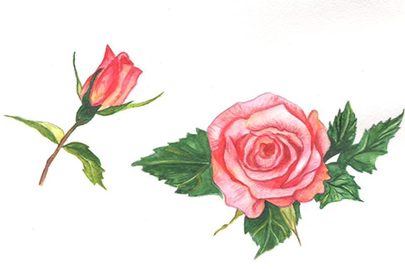 two-red-roses-png-watercolor-set