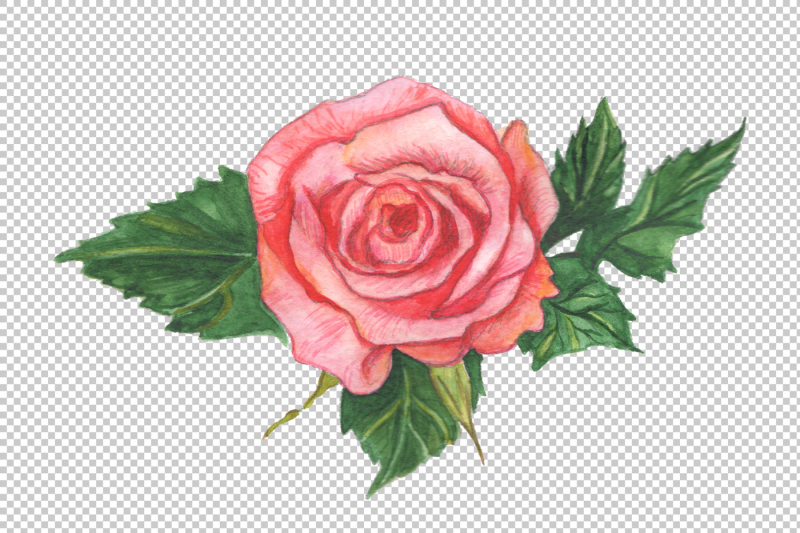 two-red-roses-png-watercolor-set