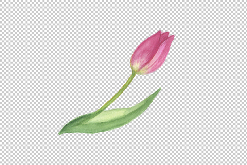 pink-tulip-png-watercolor-design-set-nbsp