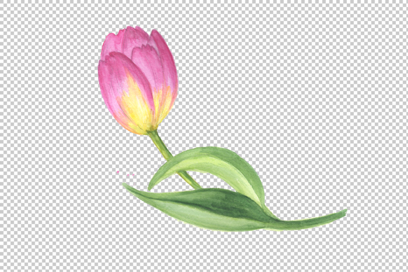 pink-tulip-png-watercolor-design-set-nbsp