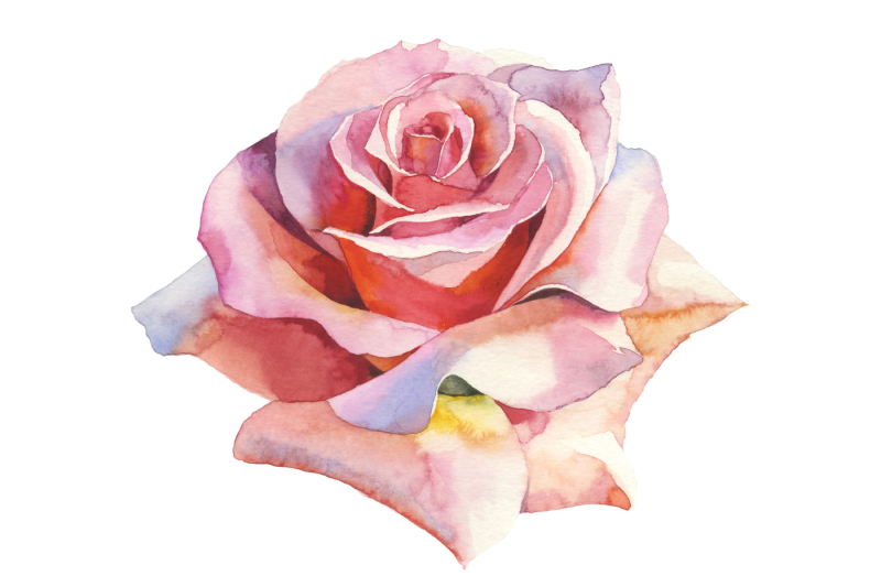 pink-roses-realistic-png-watercolor-set