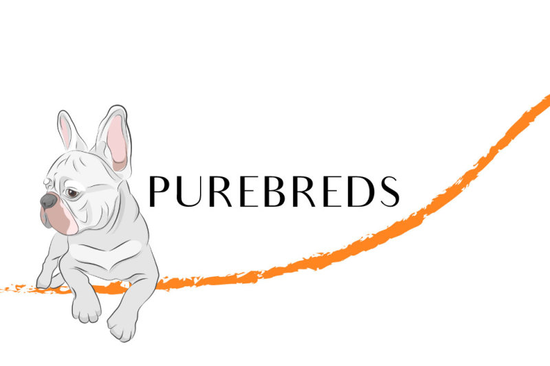 purebred-dogs-vector-set-for-your-design
