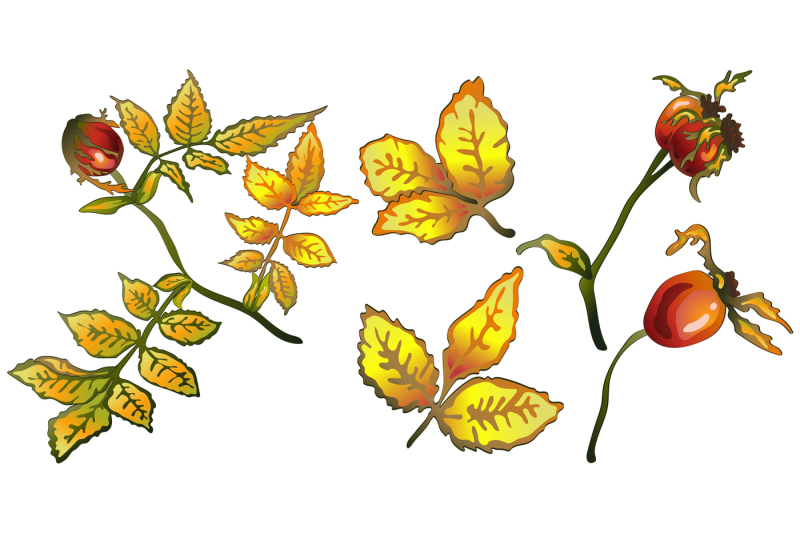 vector-autumn-yellow-rose-hip-plant-png-set