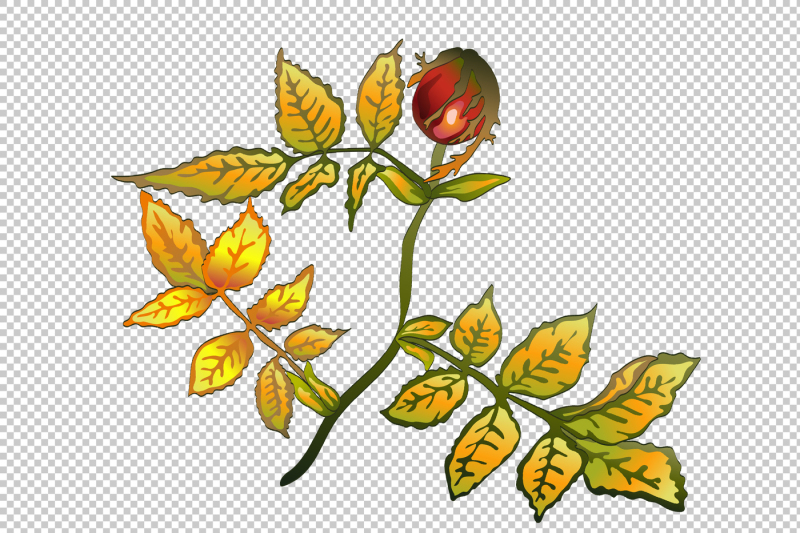 vector-autumn-yellow-rose-hip-plant-png-set