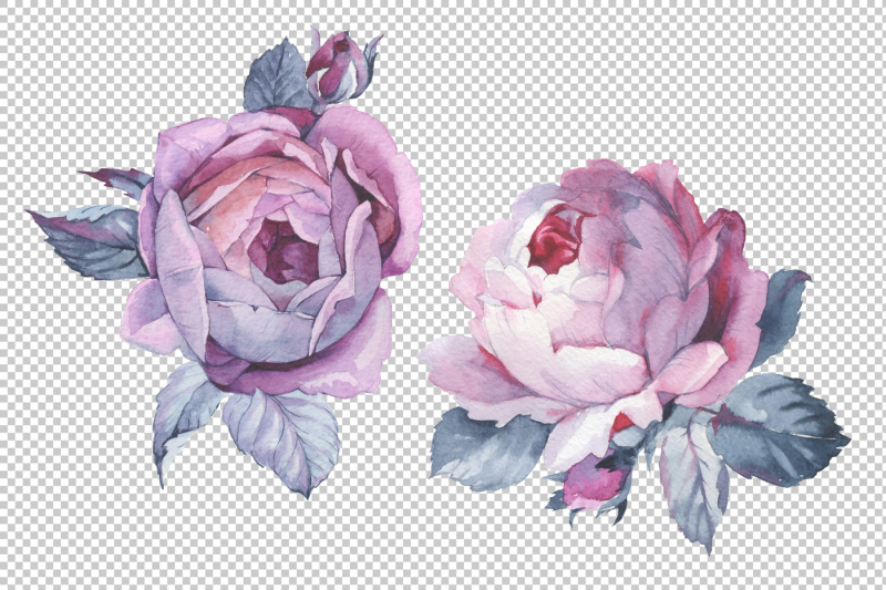 two-pink-roses-png-watercolor-set