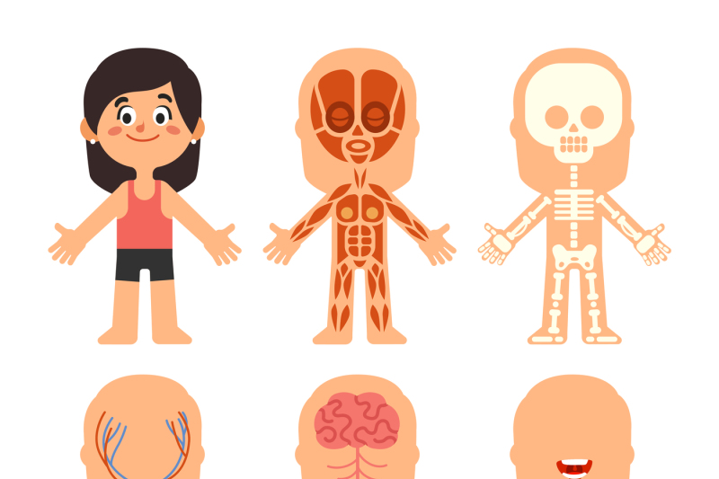 cartoon-girl-body-anatomy-woman-veins-organs-and-nervous-system-biol