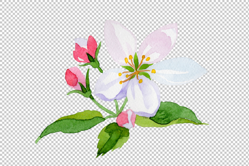 apple-blossom-png-watercolor-set