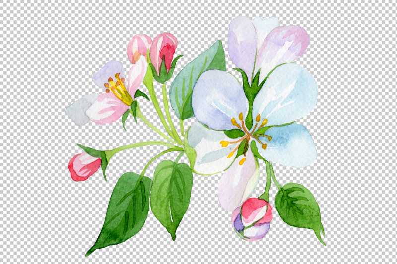 apple-blossom-png-watercolor-set