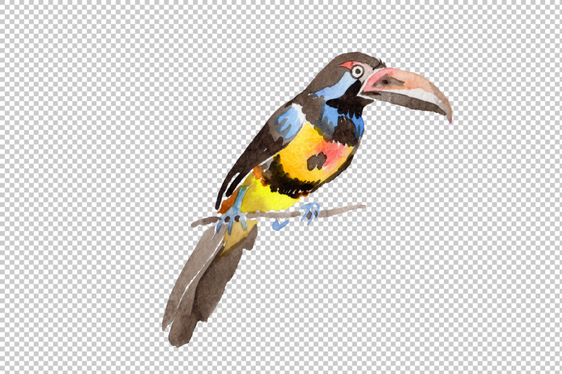 tropical-bird-toucan-png-watercolor-set