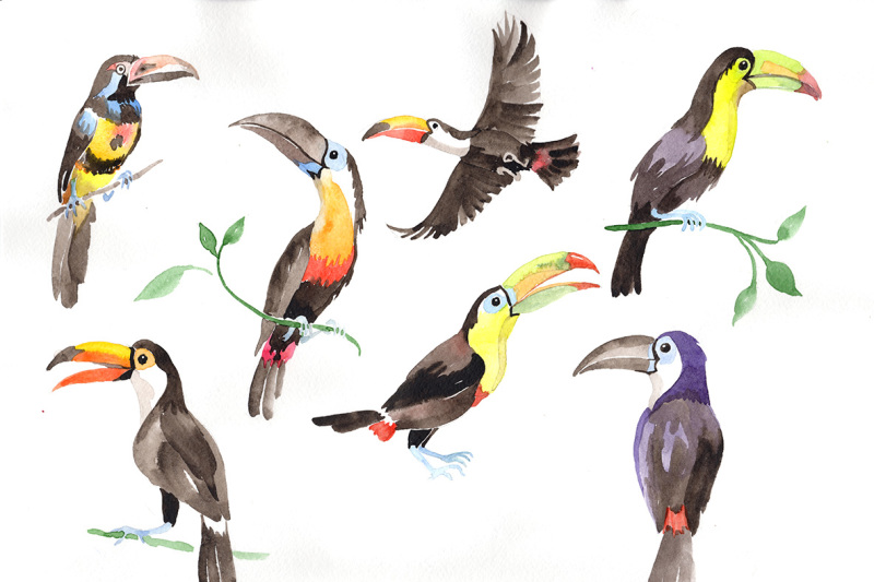 tropical-bird-toucan-png-watercolor-set