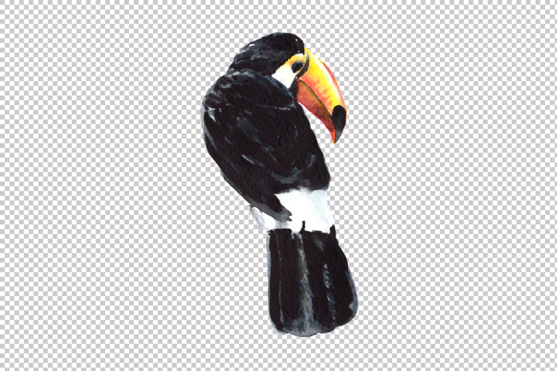tropical-toucan-png-watercolor-bird-set