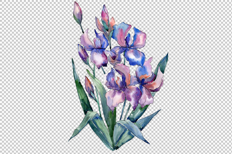 bouquet-of-violet-irises-png-watercolor-set