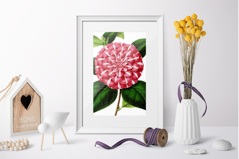 camellia-pink-flowers