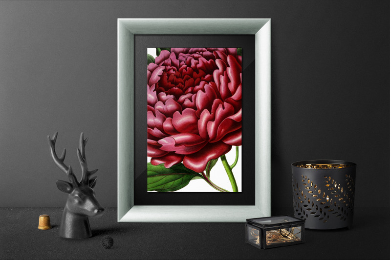 peonies-clipart-red-flowers