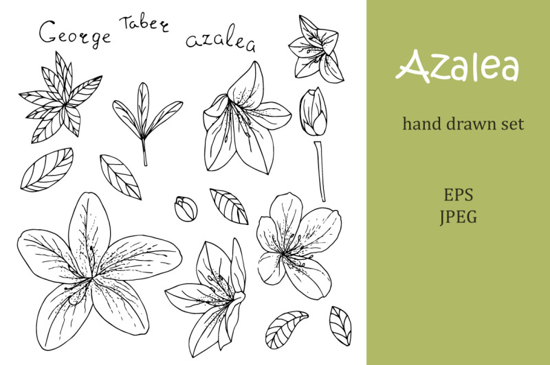 azalea-hand-drawn-set