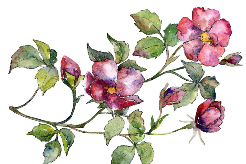 wonderful-bloom-rose-png-watercolor-set