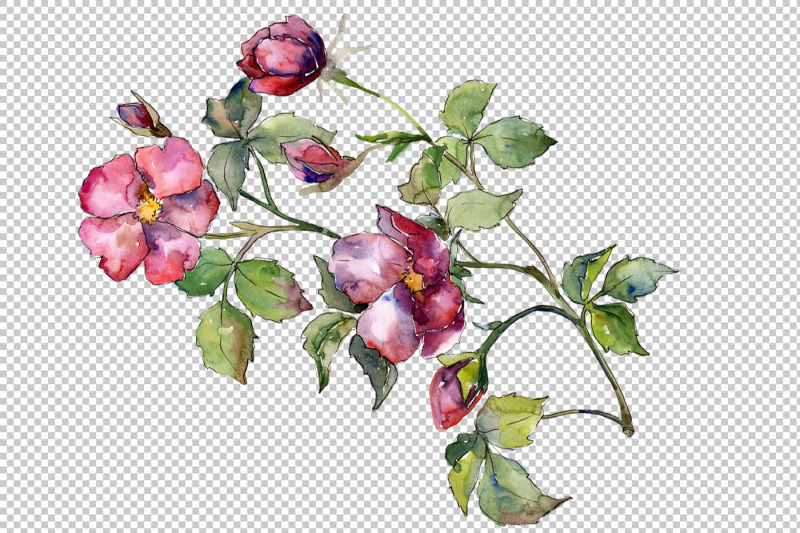 wonderful-bloom-rose-png-watercolor-set