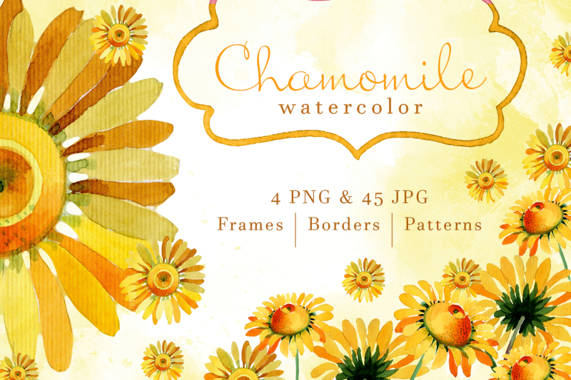 wildflower-yellow-chamomile-png-watercolor-set