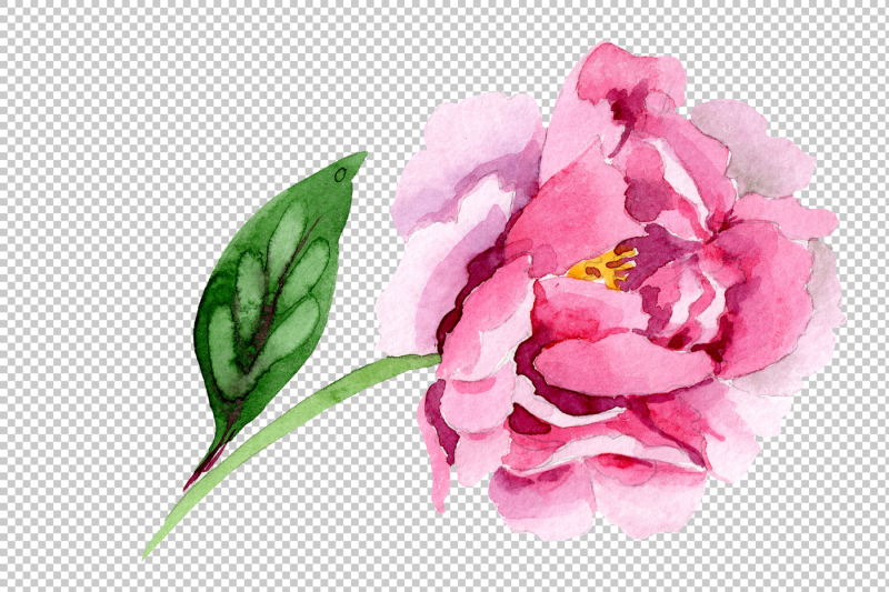tender-pink-peony-png-watercolor-set