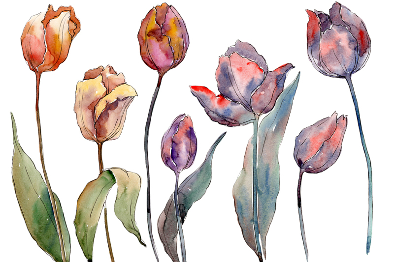 wildflower-autumn-tulips-png-watercolor-set-nbsp