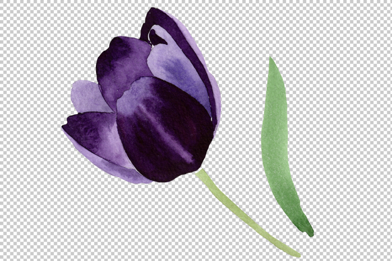 black-tulips-png-watercolor-flower-set-nbsp